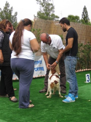 breed-show-201300027