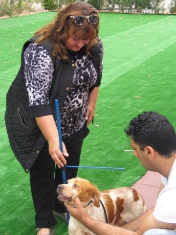 breed-show-201300015