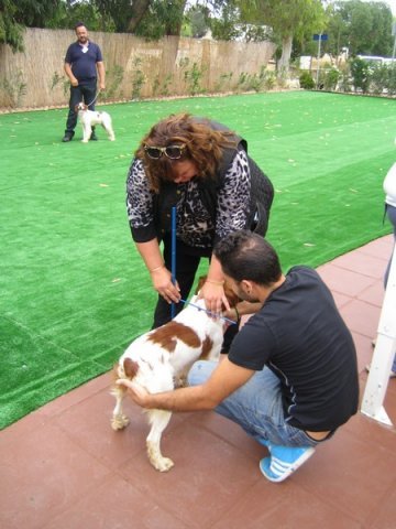 breed-show-201300017