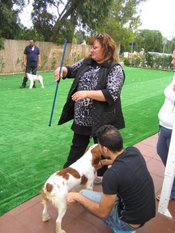 breed-show-201300018
