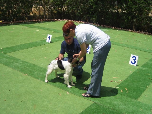 9th-national-breed-show0091